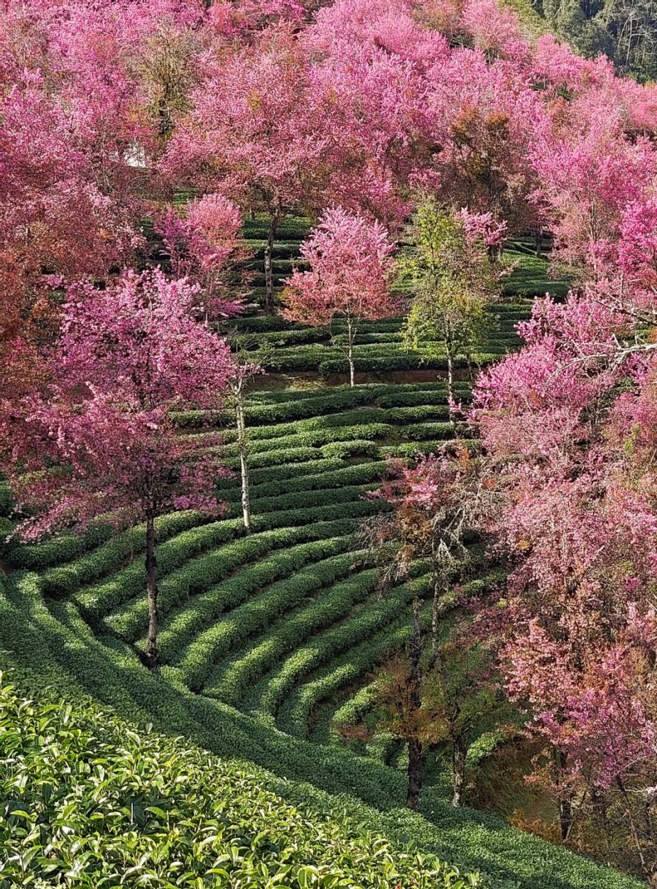 南涧樱花谷风景区图片