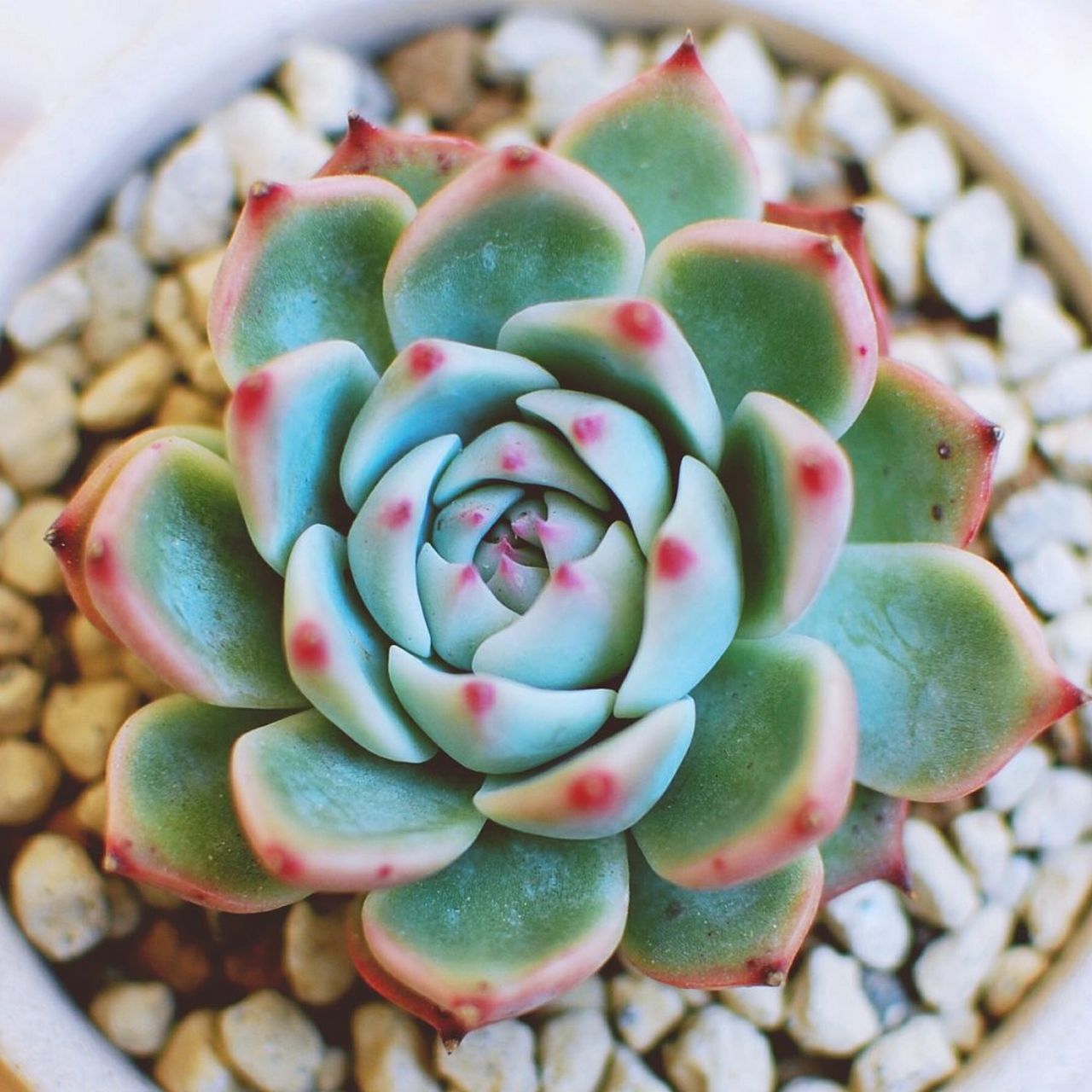 吉娃莲:多肉植物中的璀璨明珠  在繁多的多肉植物世界中,吉娃莲以其