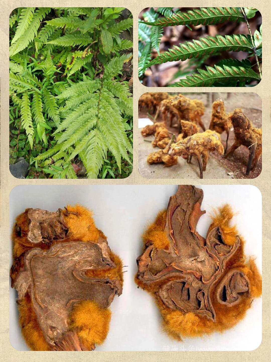 16你一定不认识的植物,它叫