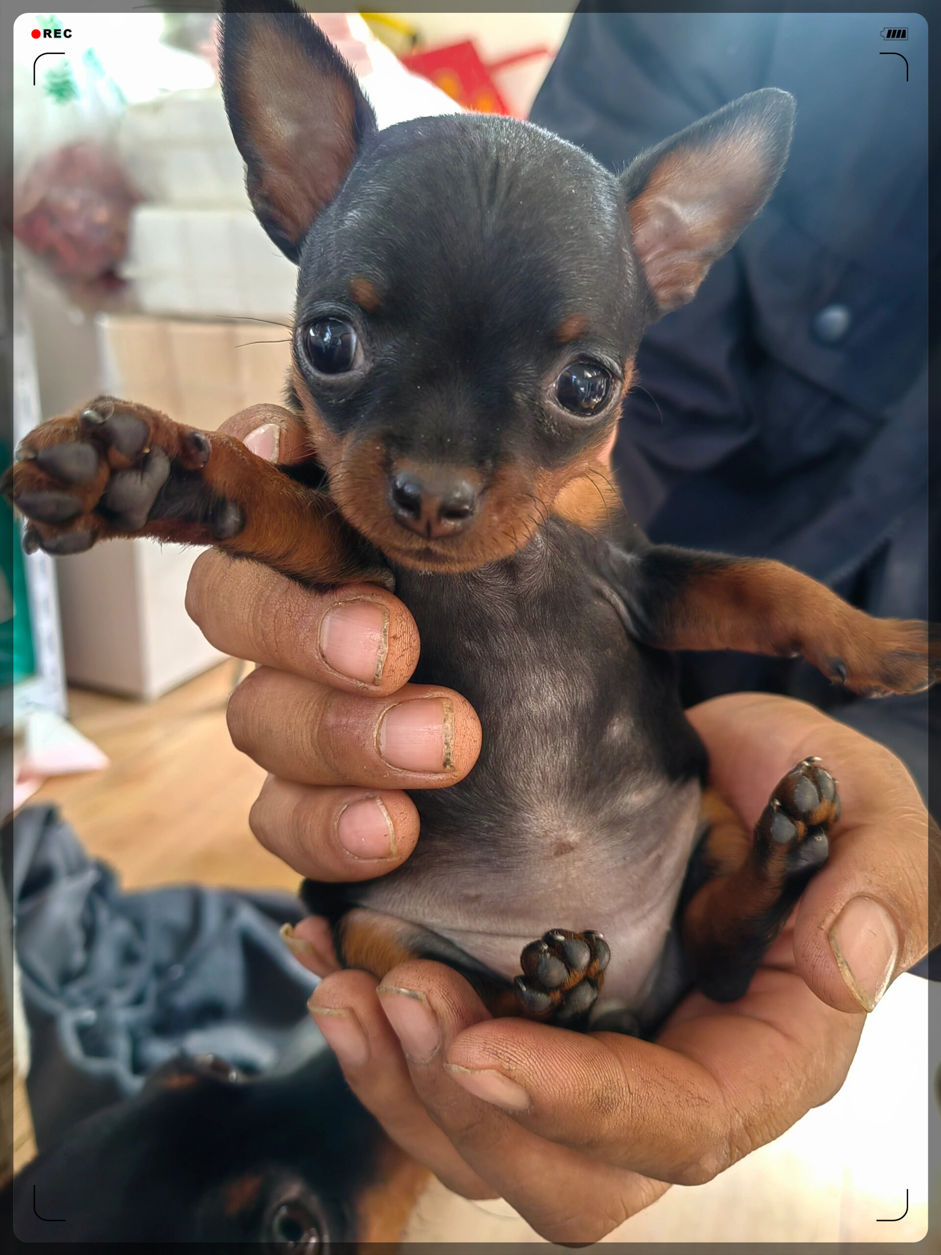 小鹿犬幼崽,35天立耳萌态.@小猫越爱越听话的动态