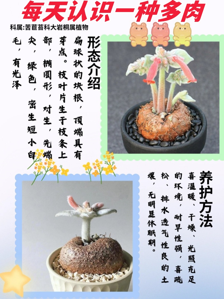 每天认识一种多肉