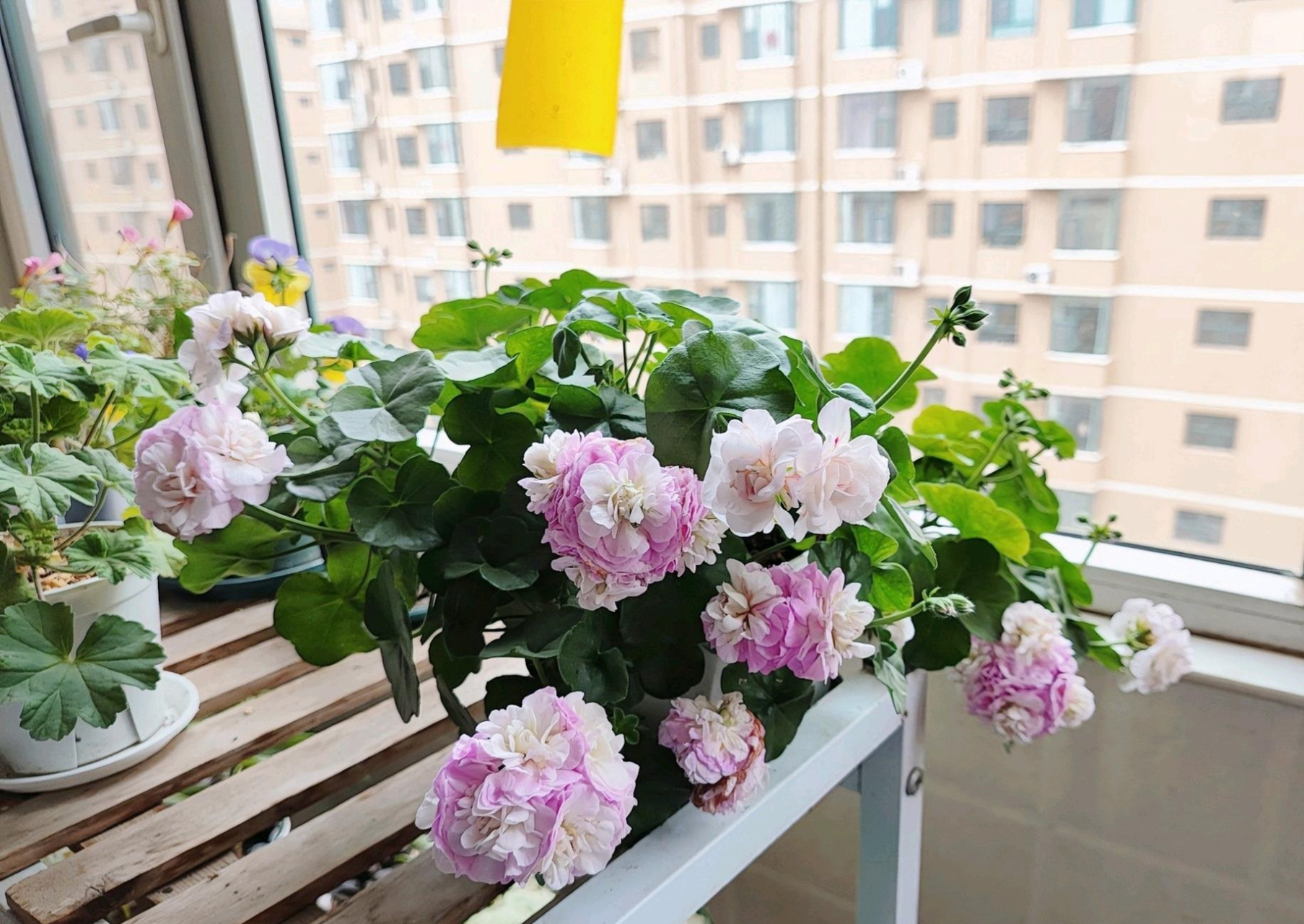 这个品种名叫"垂吊万岁卡洛琳",是天竺葵界的"仙女",其花朵易成球状