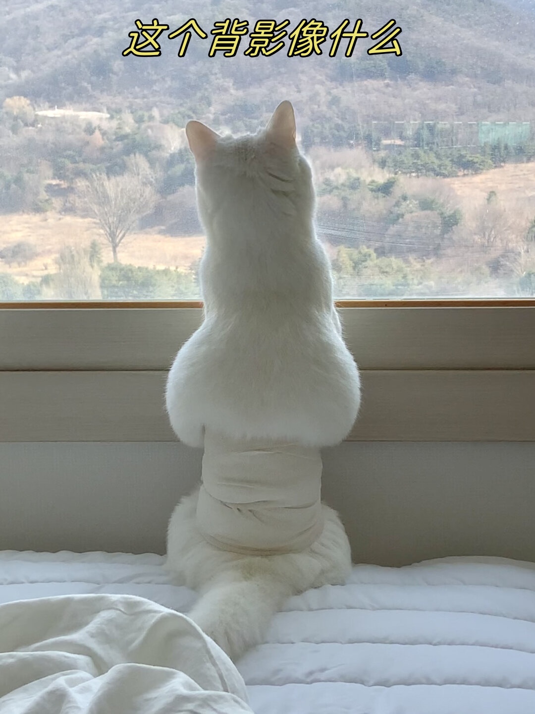 让人忍不住想要和这只猫咪一猫背影白猫背影猫咪背影图片猫咪背影头像