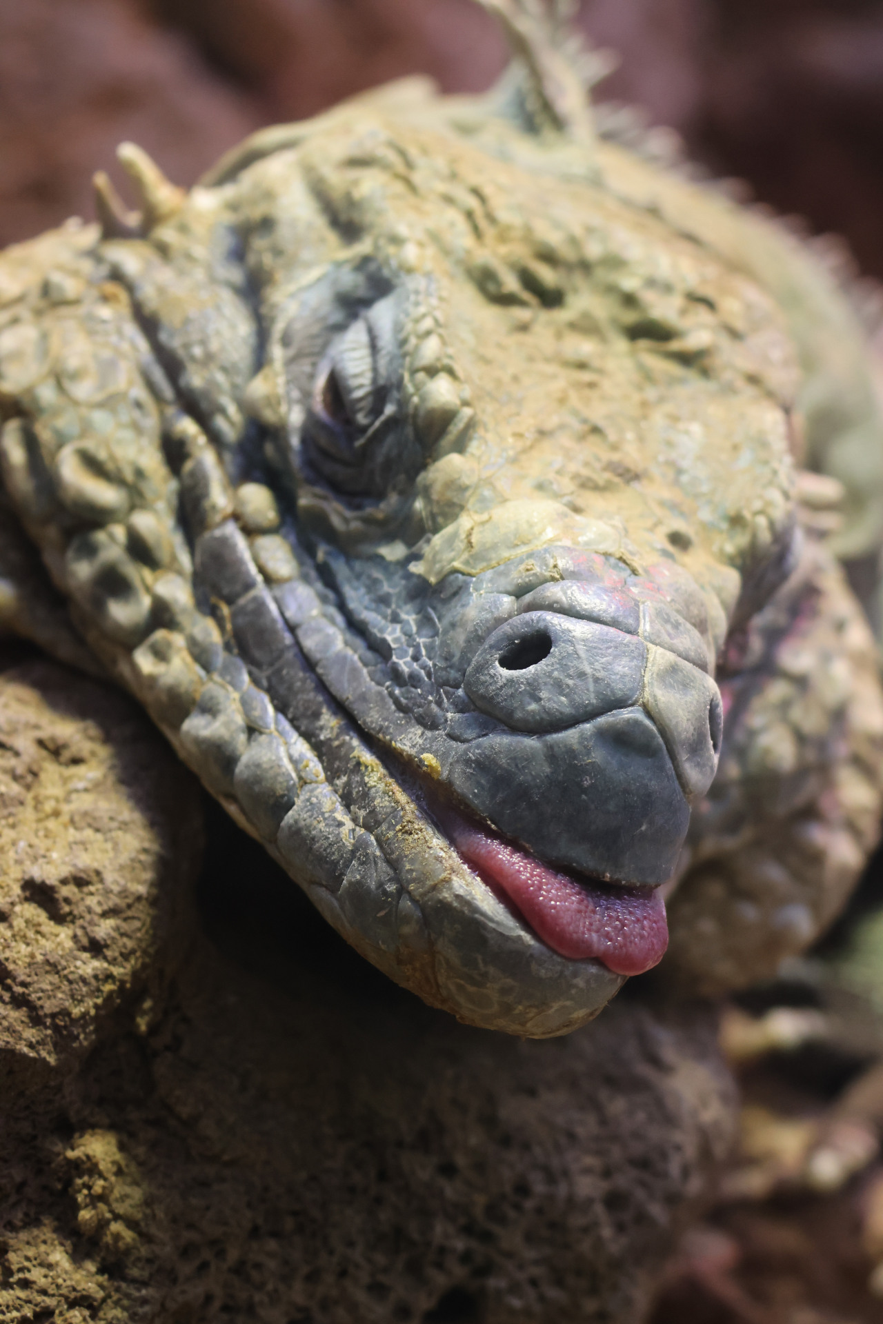 blue iguanas)特写;蓝岩鬣蜥是只在大开曼岛上发现的大型地面蜥蜴