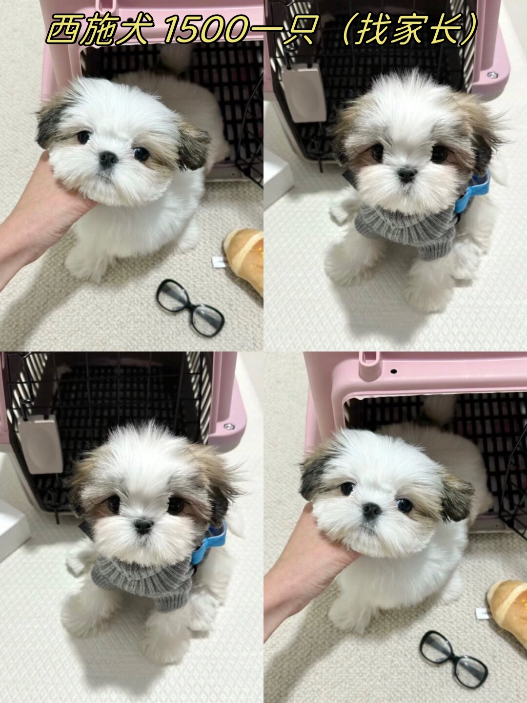 西施犬 1500一只(找家长)  西施犬是一种非常活泼,可爱的狗狗,它们