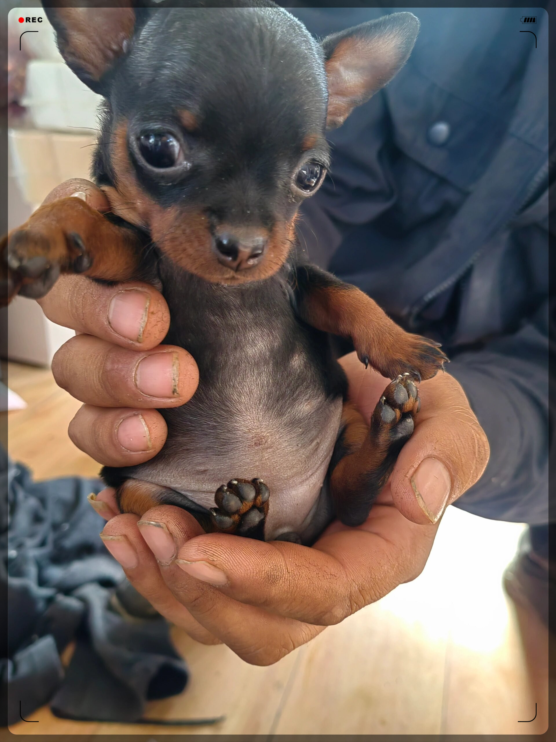 小鹿犬幼崽,35天立耳萌态.@小猫越爱越听话的动态