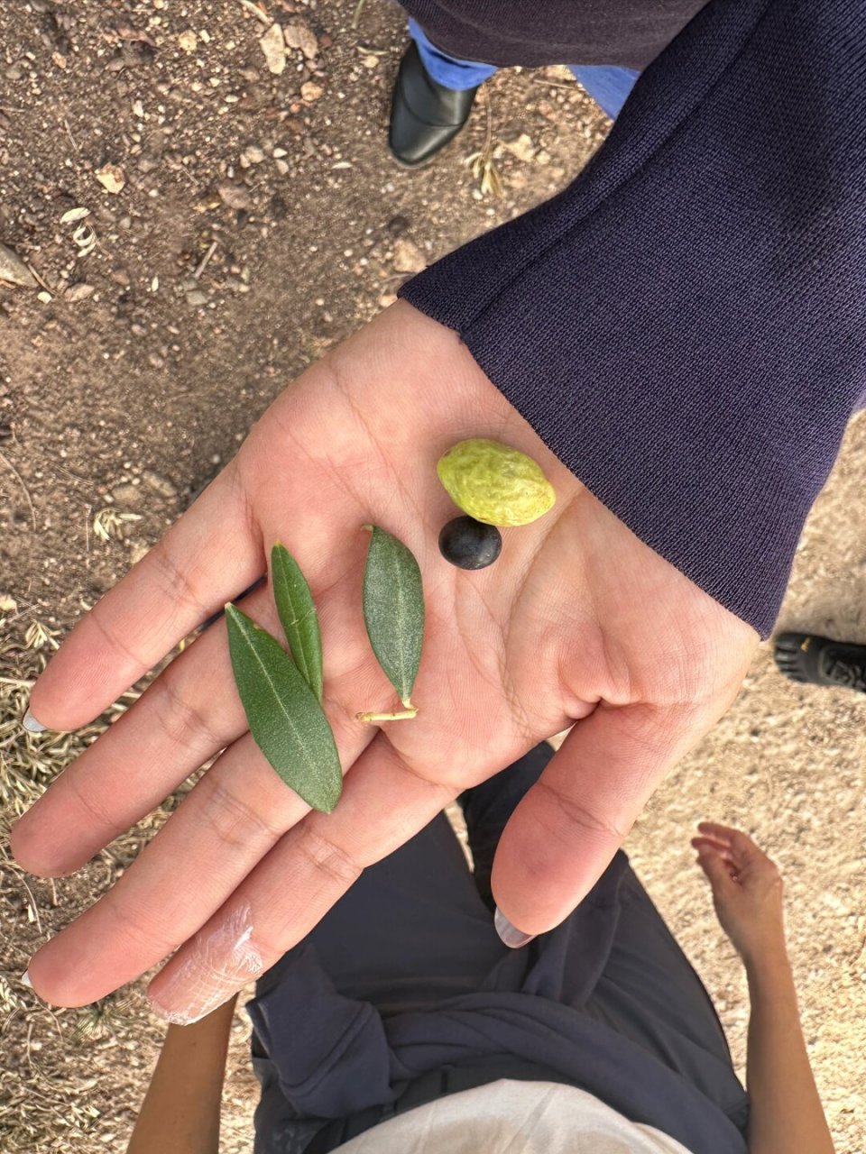亚当和夏娃被逐出伊甸园  春天的早晨,亚当和夏娃被赶出了伊甸园,这个