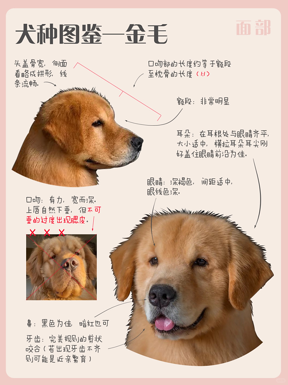 金毛,这个广受欢迎的犬种,有着悠久的历史和独特的魅力.