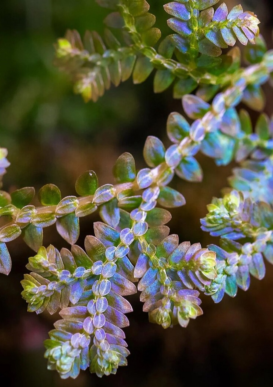 植物的色彩能有多美|翠云草  翠云草,别名龙须,龙鳞草,蓝地柏等,属于