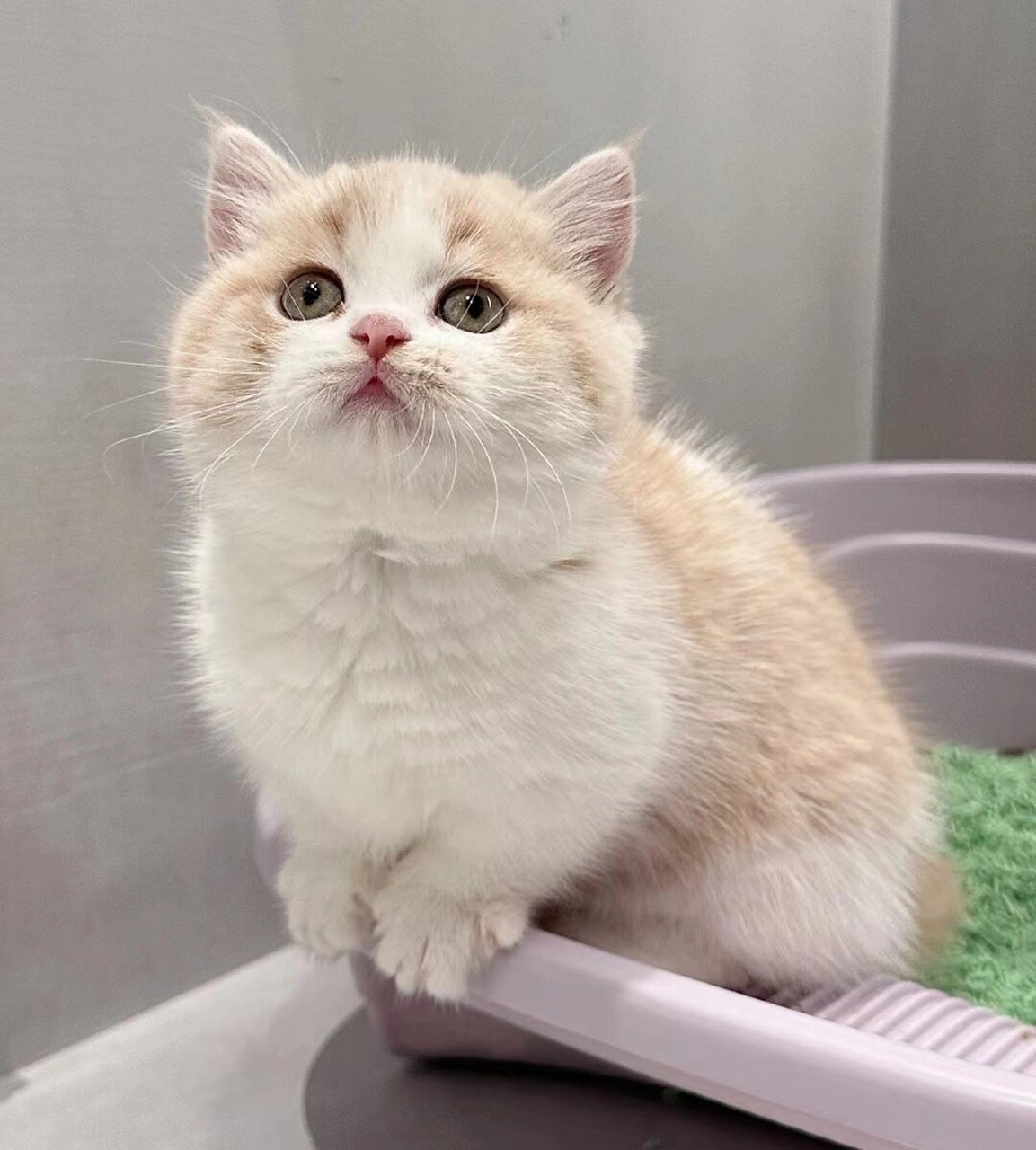 猫舍乳白自家养甜美的曼基康乳白矮脚  哎呀,瞧瞧这超级甜美的大包子