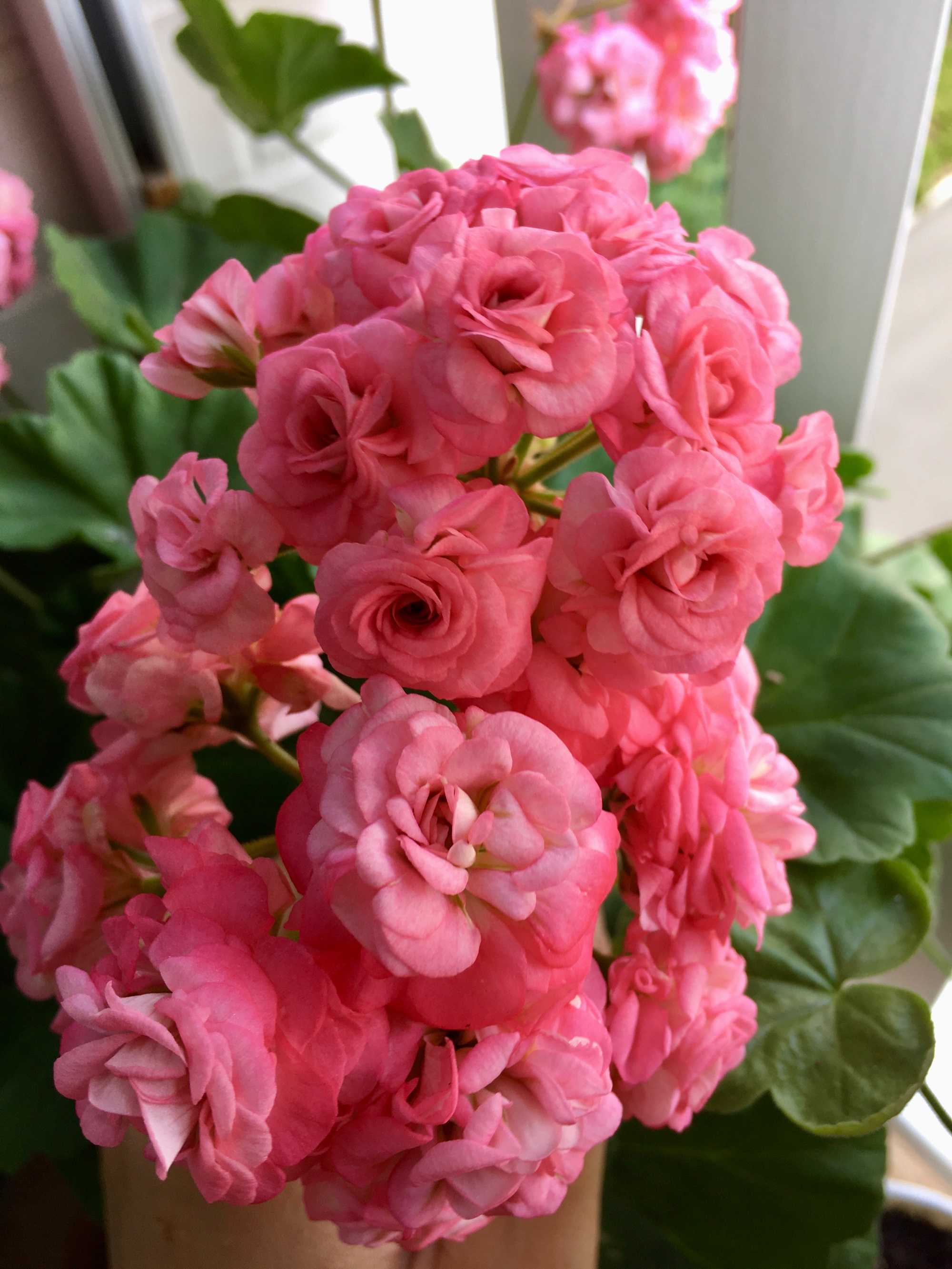 新春年货不打烊