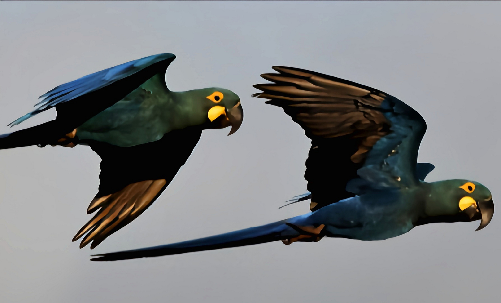 跨年创作挑战赛# 灰绿金刚鹦鹉别名浅蓝绿金刚鹦鹉是一种大攀禽.