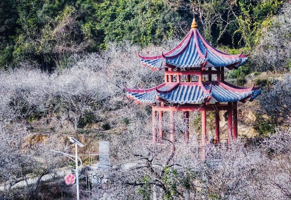 陆河梅花景色旅游区图片