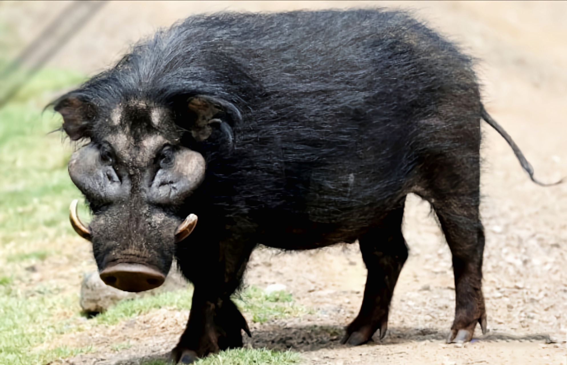 生活在非洲东道部森林及裂谷以西的草原,共有3个亚种. 体长1.3-2.