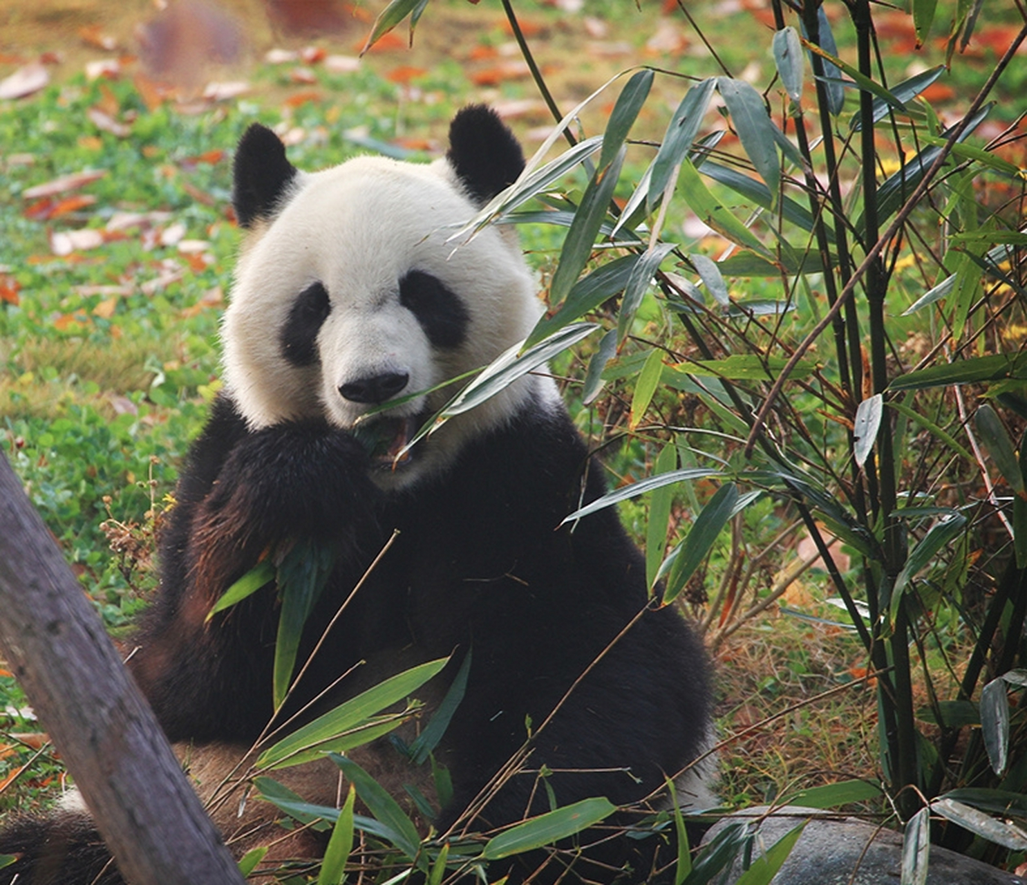 大熊猫美兰大姐, 正在优雅的享受着它的下午茶.