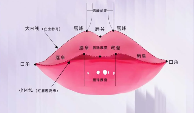 最详细唇部美学解析