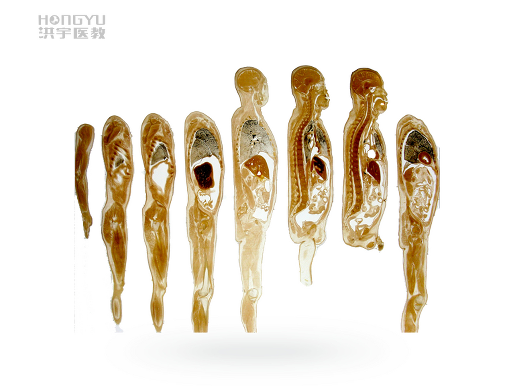 人体塑化标本制作过程大揭秘!