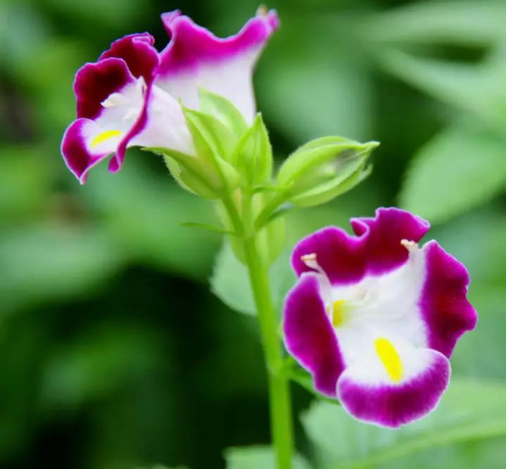 那些鲜艳的夏堇花