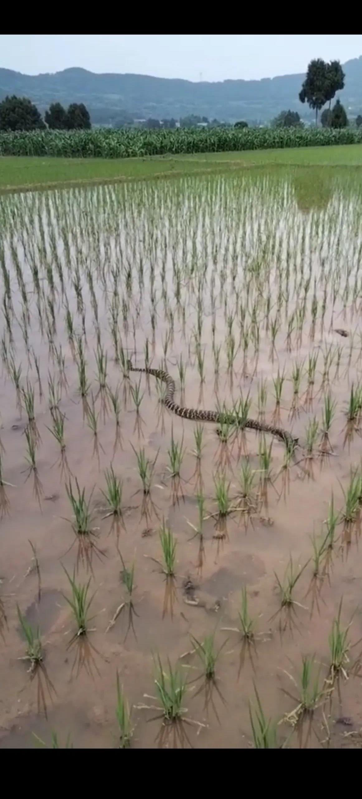 男子本来是来查看秧苗长势的,没想到刚到这里就发现一条黑白两色