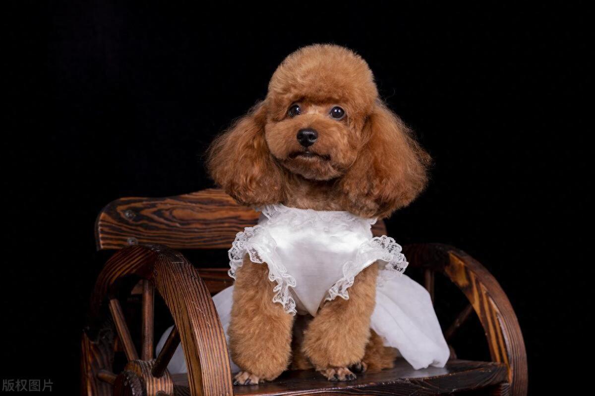 泰迪犬:可爱外表背后的争议