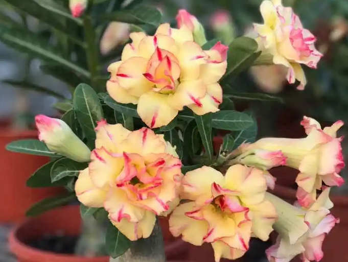 阳台就养6种"爆盆花",晒不死渴不死,适合懒人新手!