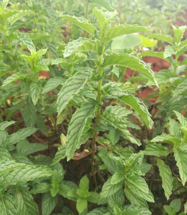 留兰香和薄荷的区别