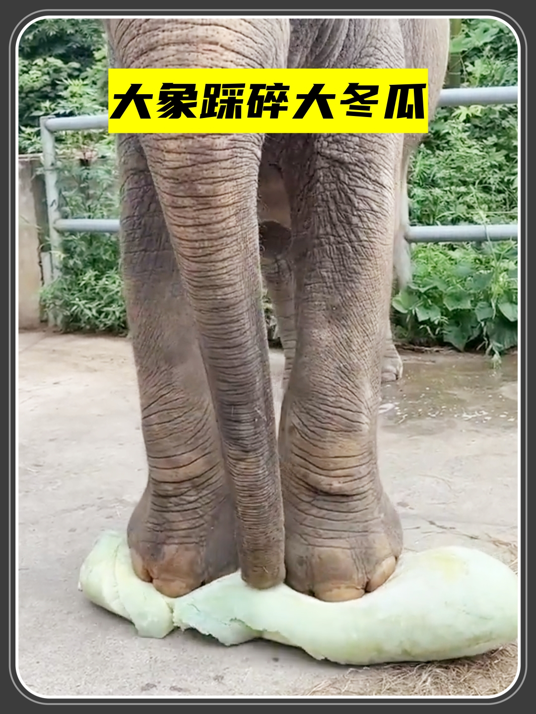 大象将冬瓜踩的稀巴烂,最后惬意吃了起来