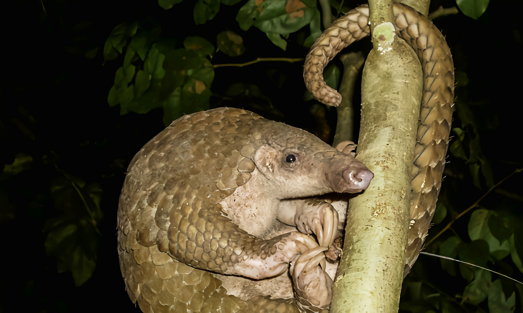 跨年创作挑战赛# 菲律宾穿山甲是菲律宾诸岛巴拉望岛,布桑加岛,库
