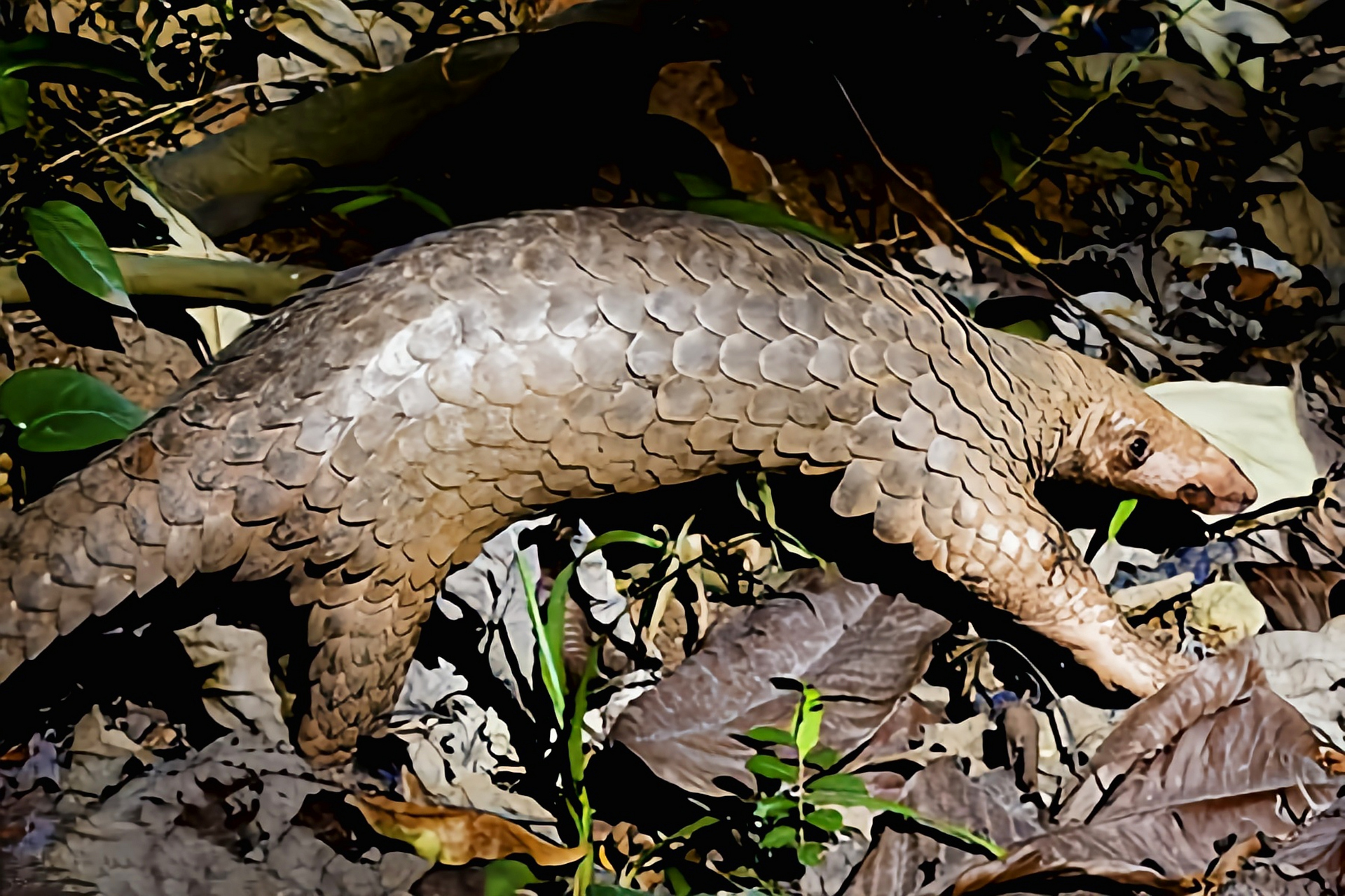 跨年创作挑战赛# 菲律宾穿山甲是菲律宾诸岛巴拉望岛,布桑加岛,库