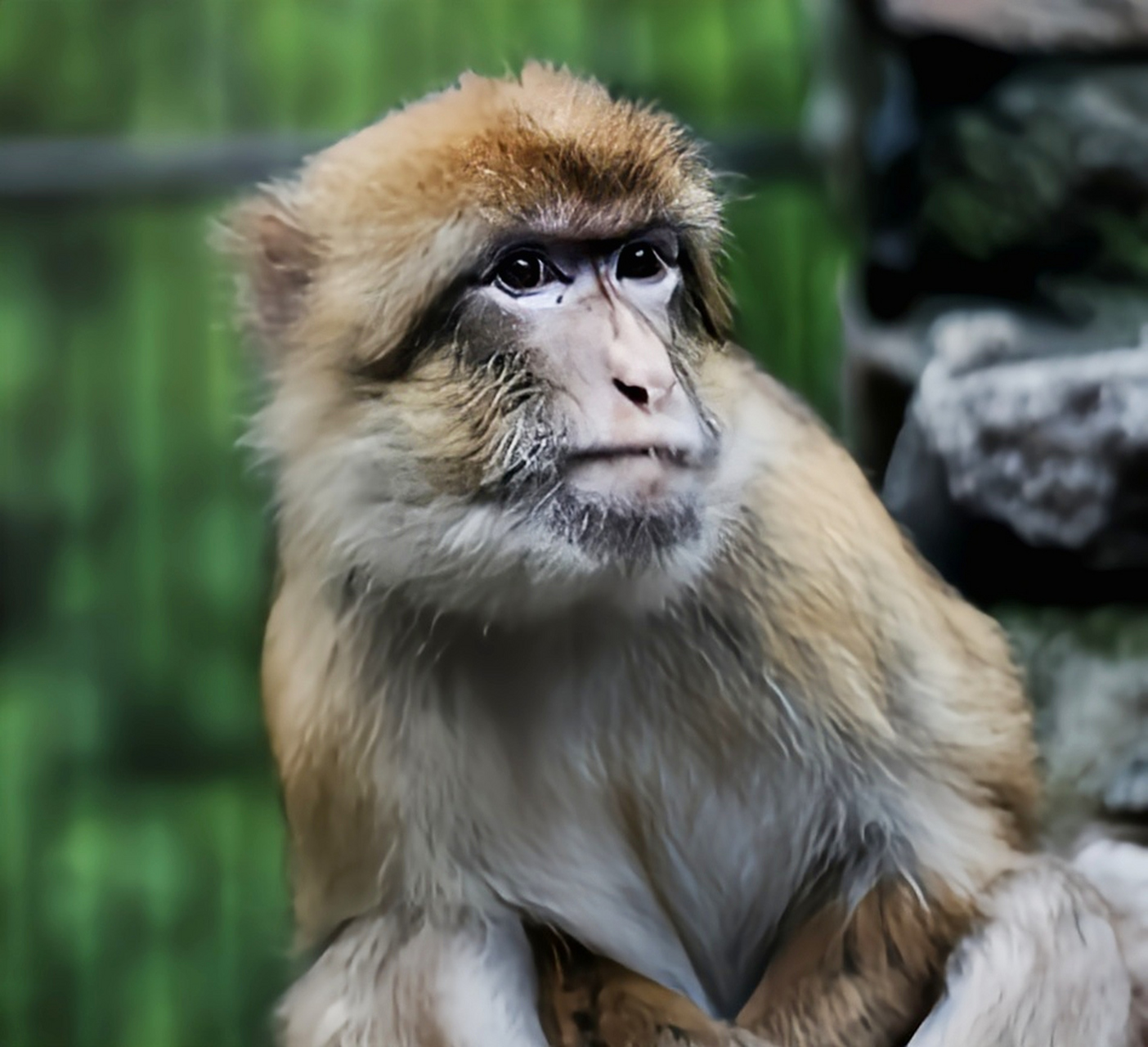 跨年创作挑战赛# 地中海猕猴是欧洲唯一一种灵长类动物,在300年前被