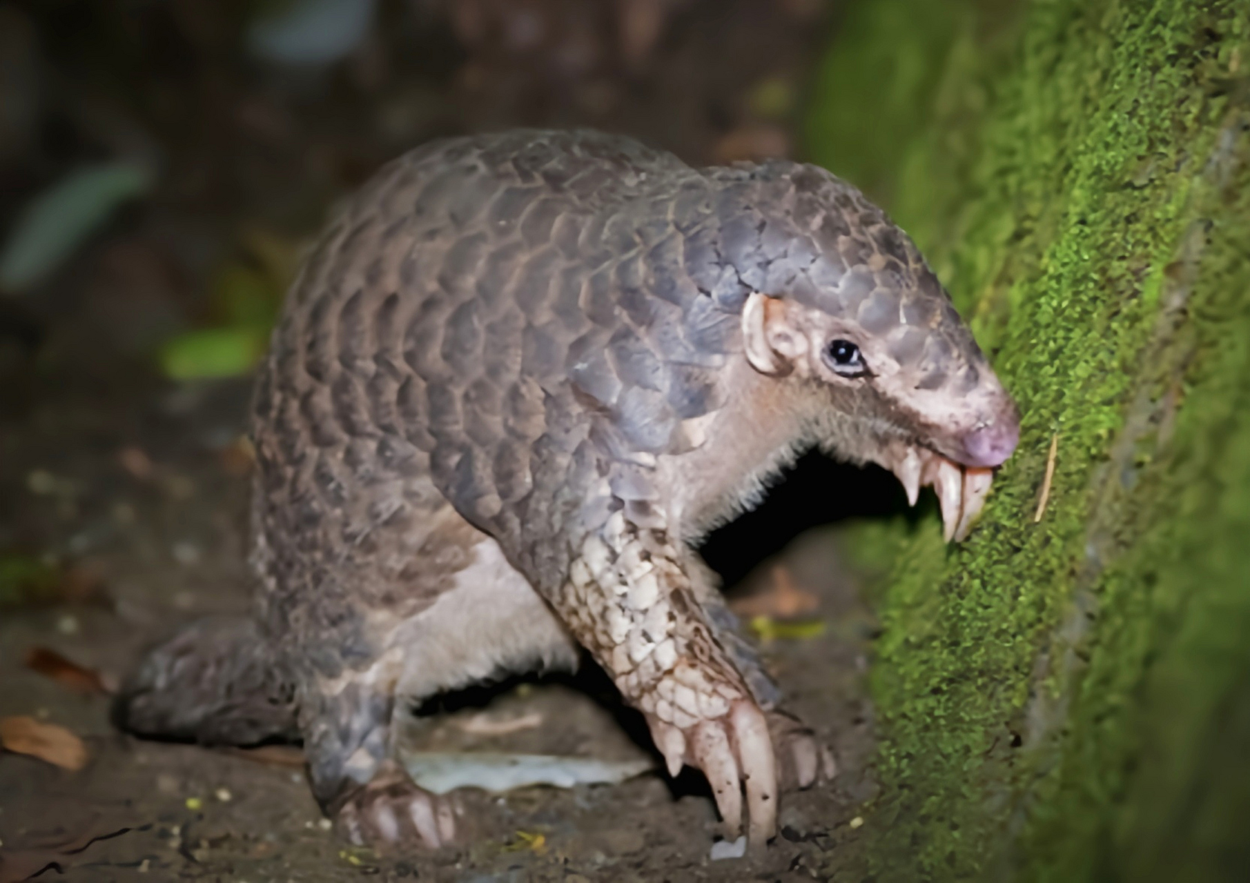 跨年创作挑战赛# 中华穿山甲是我国一级重点保护野生动物.