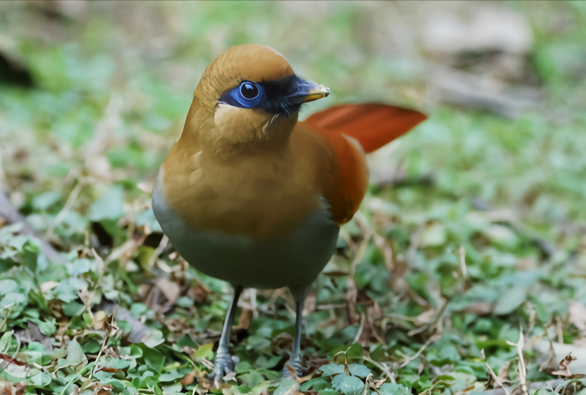 跨年创作挑战赛# 棕噪鹛,一种中国特有的鸟类,以其眼周裸皮蓝色而