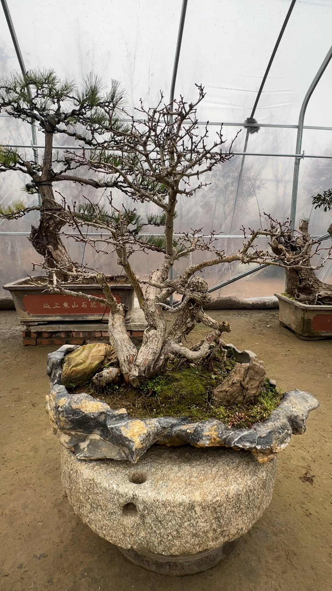 老桩山里红盆景