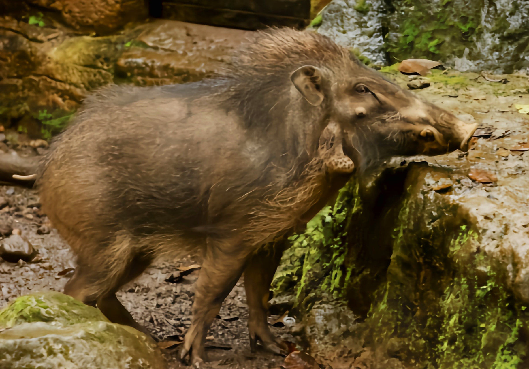 跨年创作挑战赛# 爪哇野猪是印尼爪哇岛,巴威岛,马杜拉岛特有物种