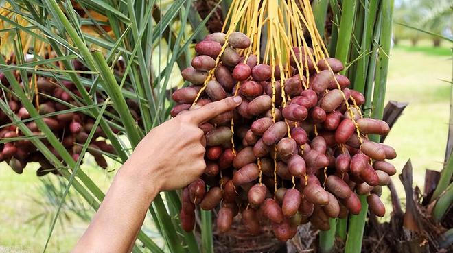 "伊拉克蜜枣",甜蜜的回忆与现实的渐行渐远