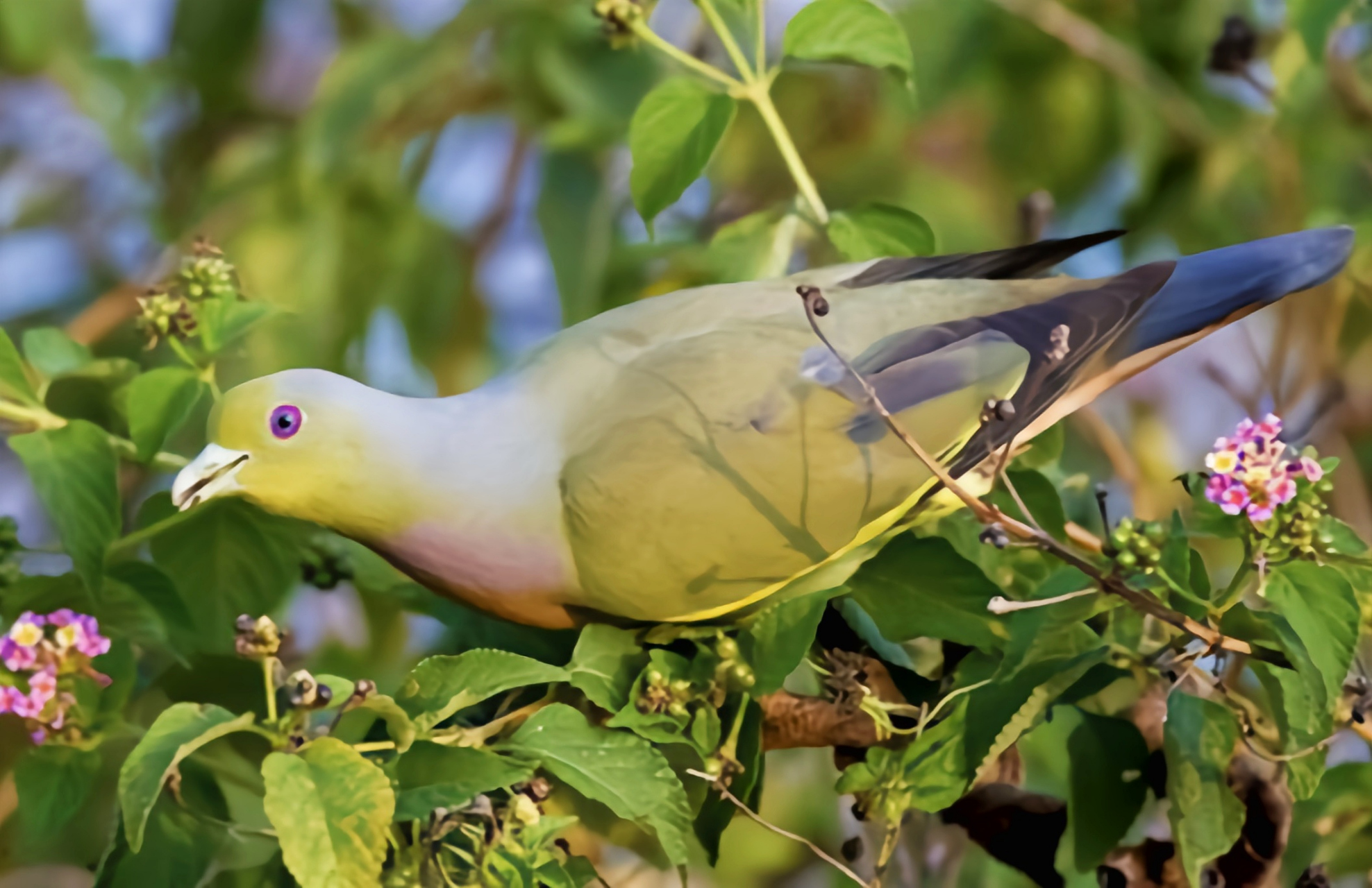 #跨年创作挑战赛# 橙胸绿鸠生活在亚洲南部的山地丘陵和低地热带雨林,