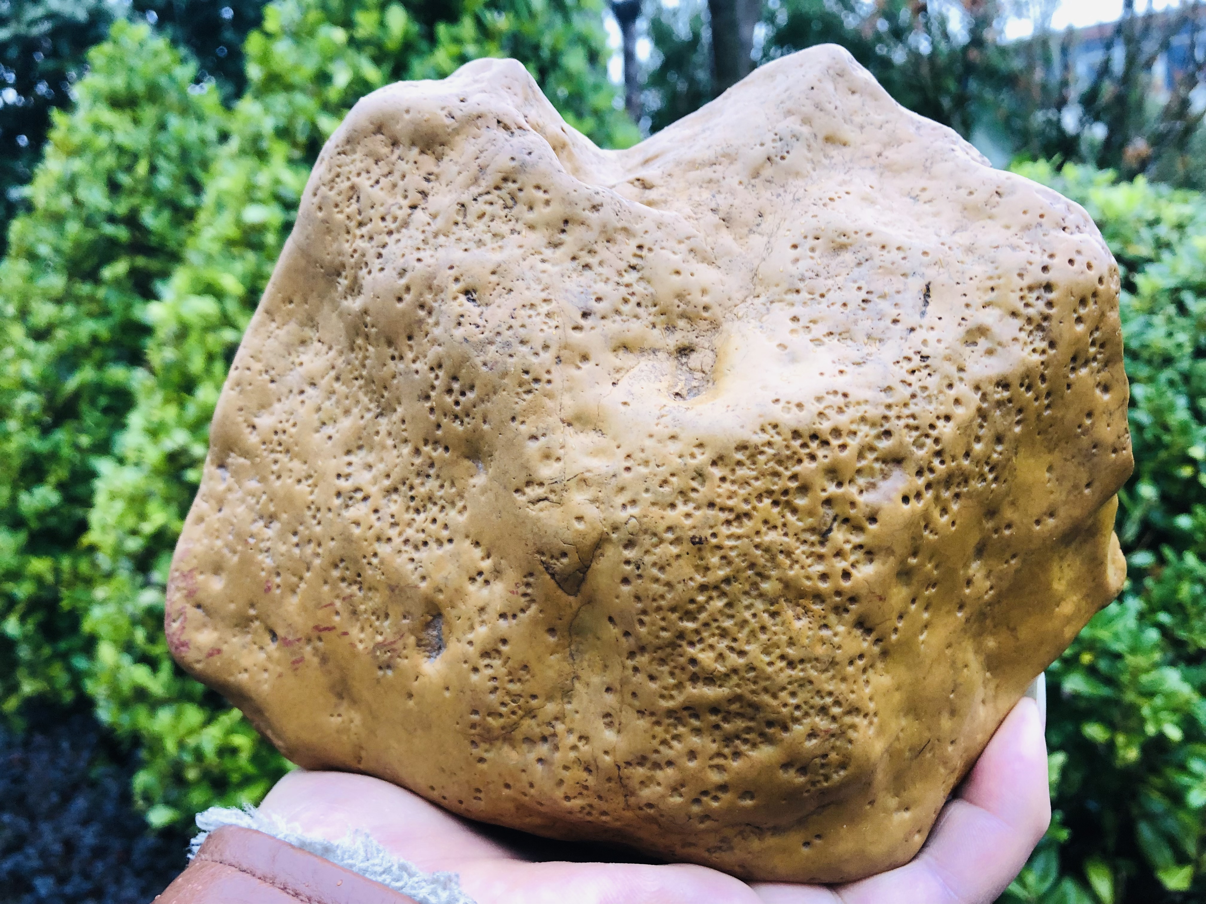 为何将鱼籽纹放在厅堂