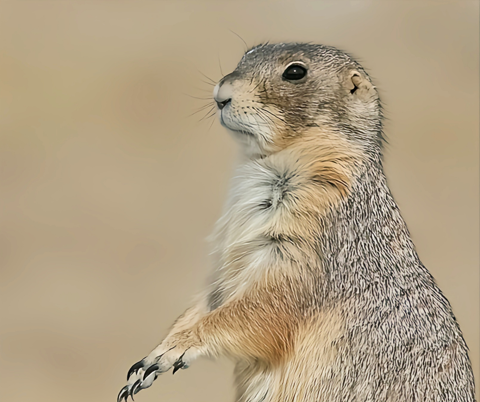 #跨年创作挑战赛# 墨西哥土拨鼠别名墨西哥草原松鼠.生活在墨西哥中部