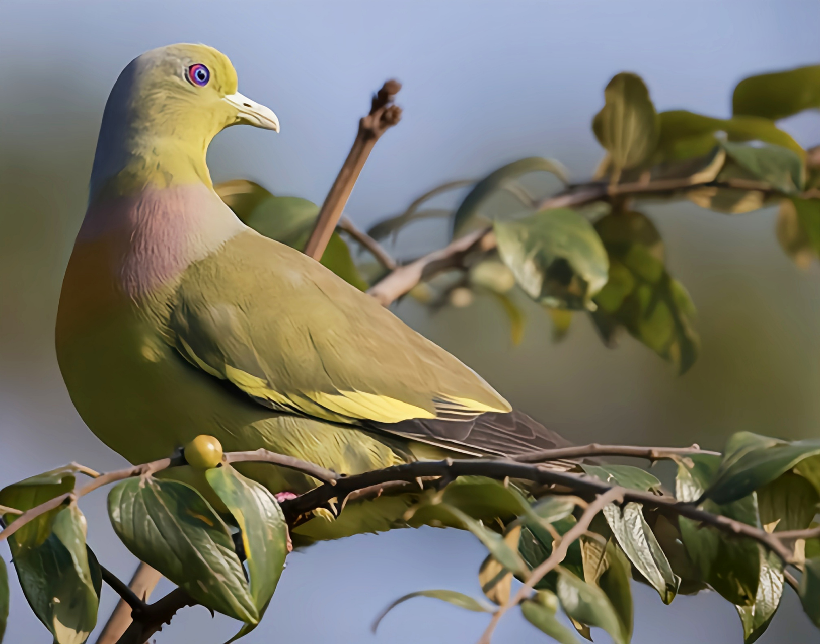 #跨年创作挑战赛# 橙胸绿鸠生活在亚洲南部的山地丘陵和低地热带雨林,