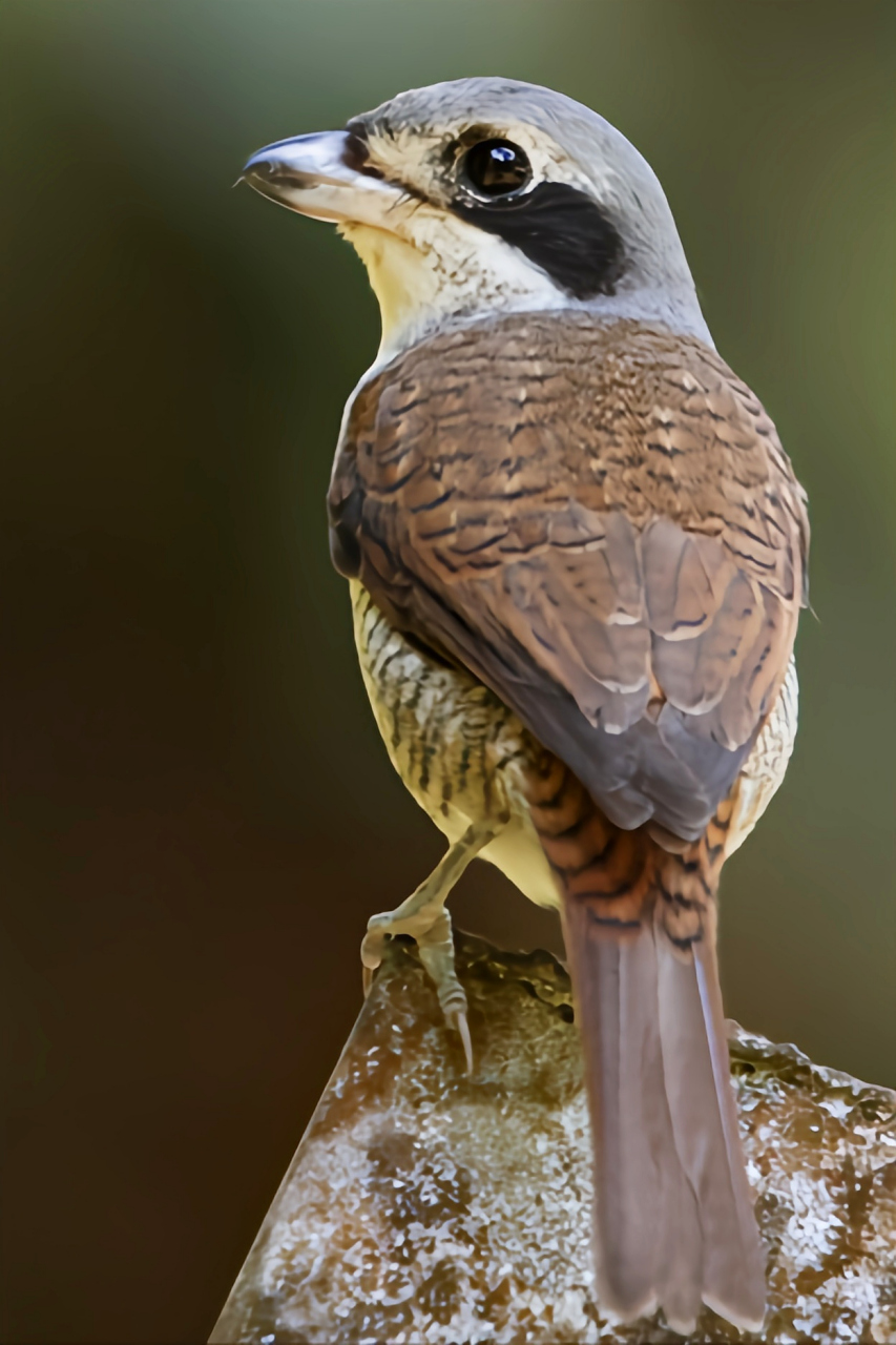 跨年创作挑战赛# 虎纹伯劳通常在树林中栖息,其分布范围从平原至丘陵