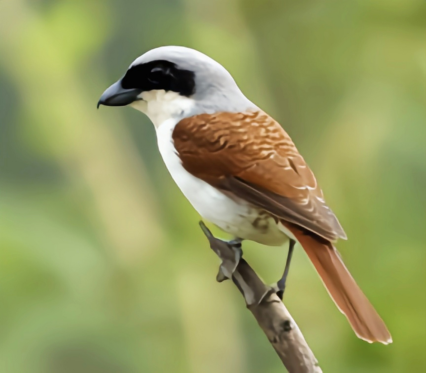 跨年创作挑战赛# 虎纹伯劳通常在树林中栖息,其分布范围从平原至丘陵