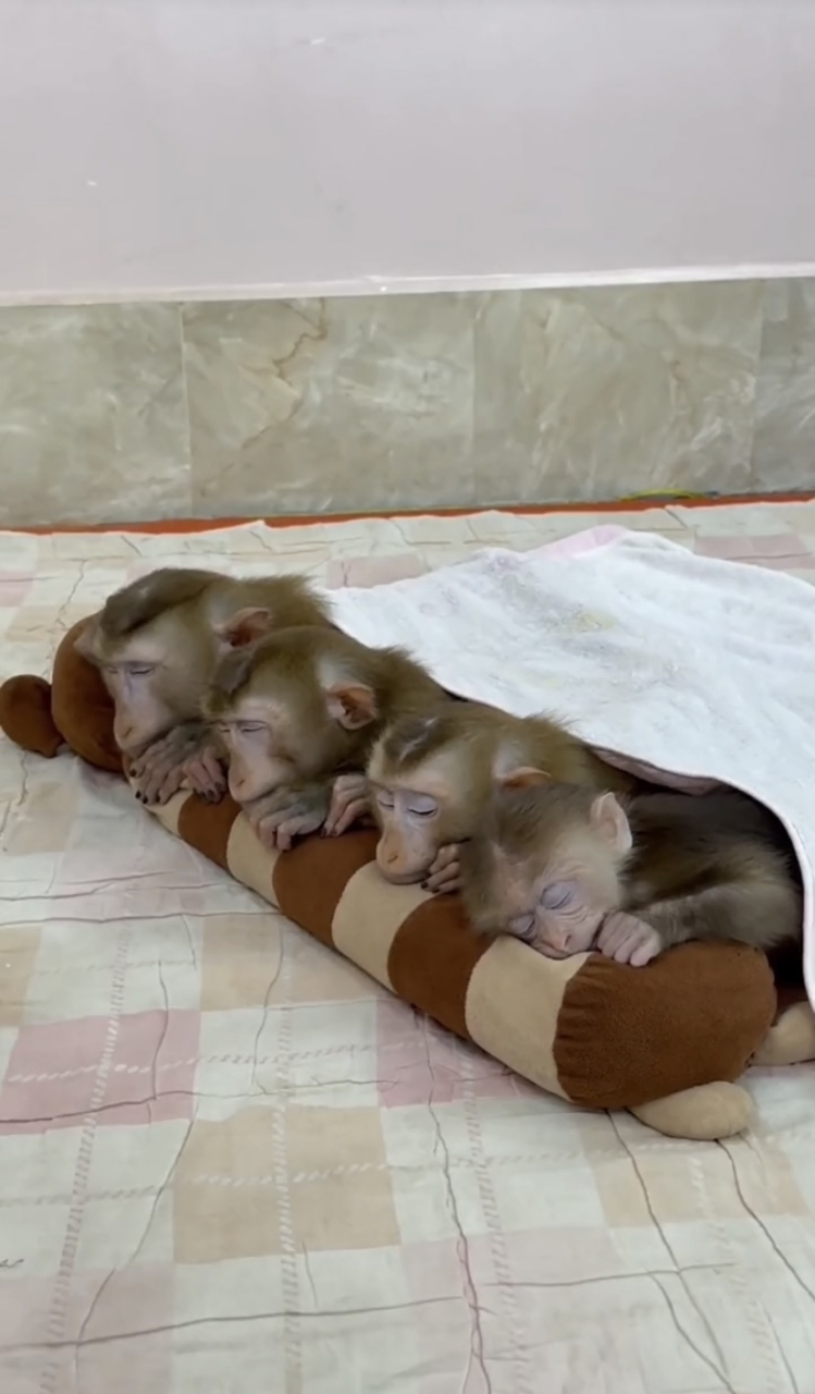 小猴哥一家睡觉了98,好可爱的一家子,都趴着睡觉.