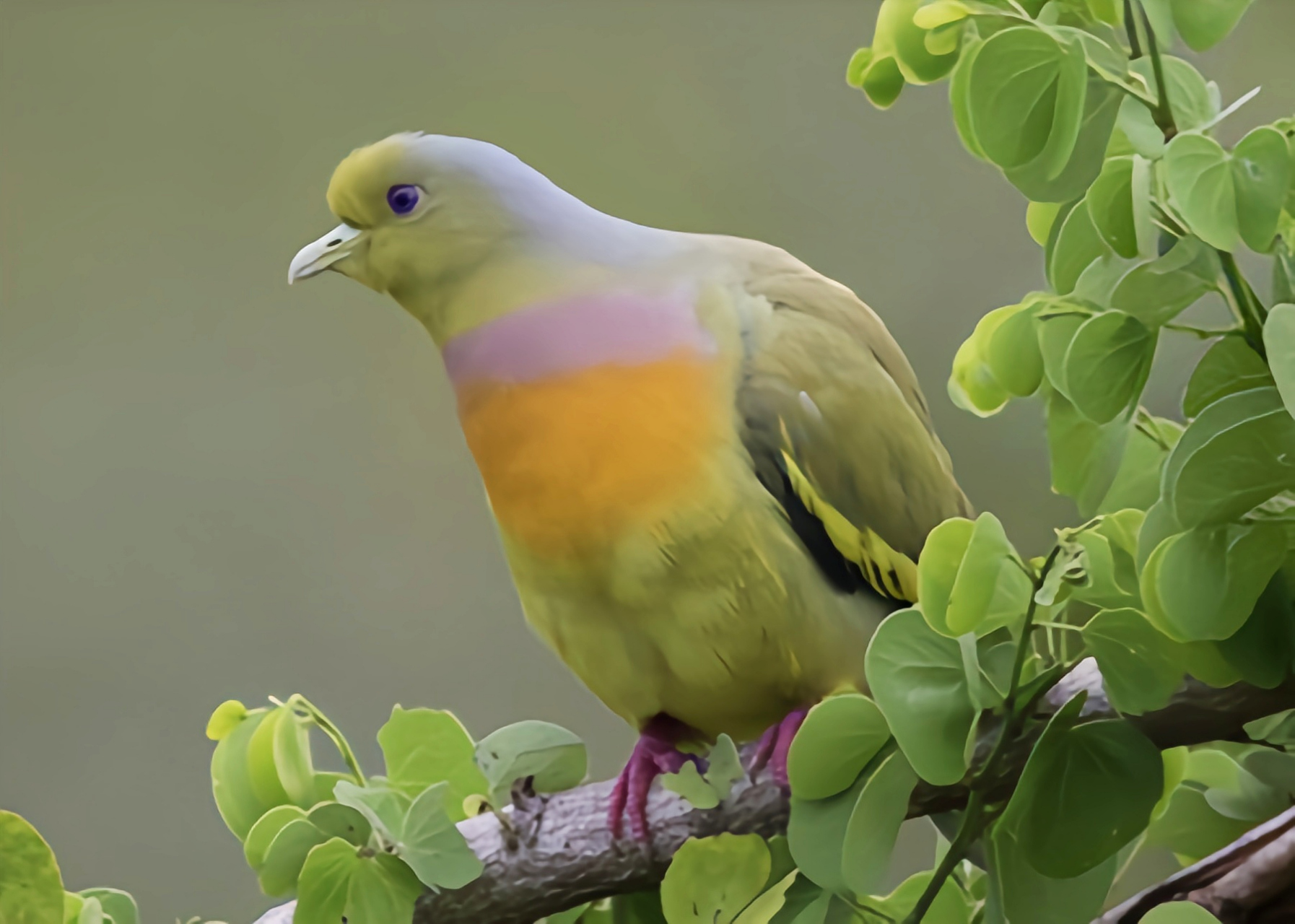 #跨年创作挑战赛# 橙胸绿鸠生活在亚洲南部的山地丘陵和低地热带雨林,