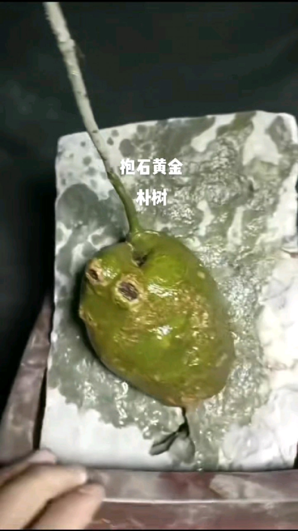 黄金朴树,生命力顽强,岩石里生存