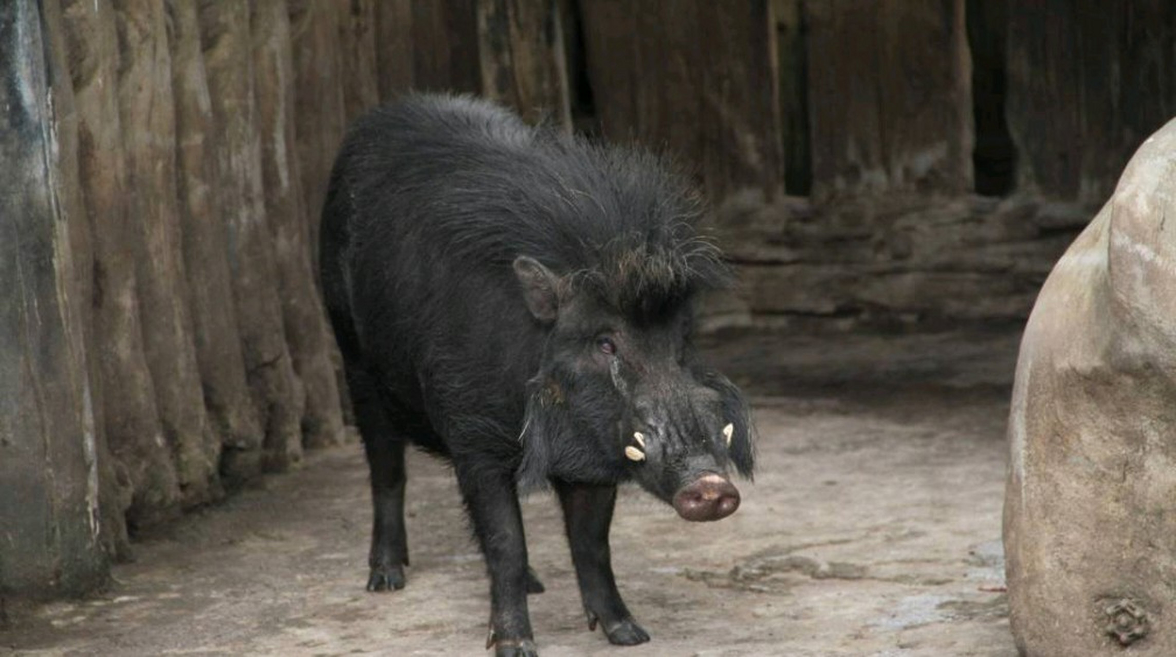 4米,被毛黑色,粗糙,头两侧有银色被毛.栖息于菲律宾以西的岛屿丛林中.