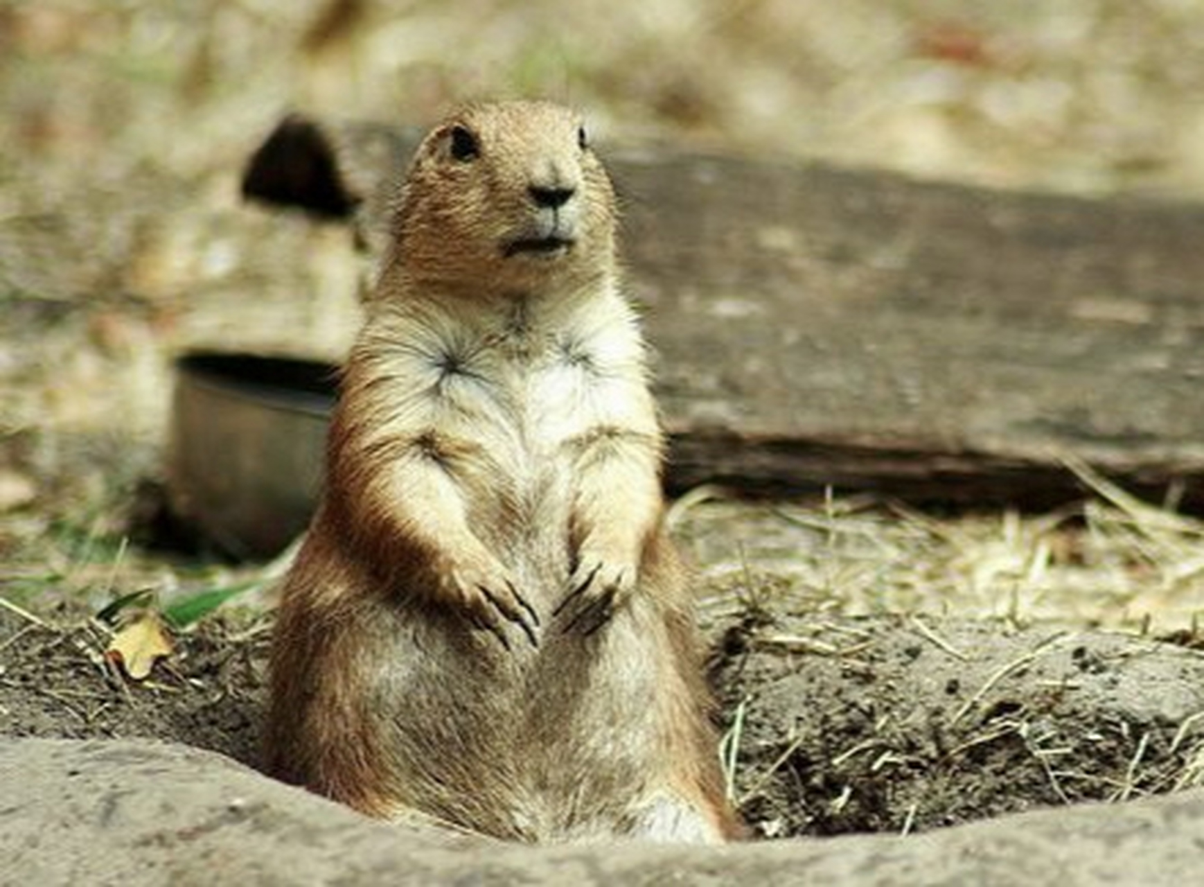 #跨年创作挑战赛# 墨西哥土拨鼠别名墨西哥草原松鼠.生活在墨西哥中部