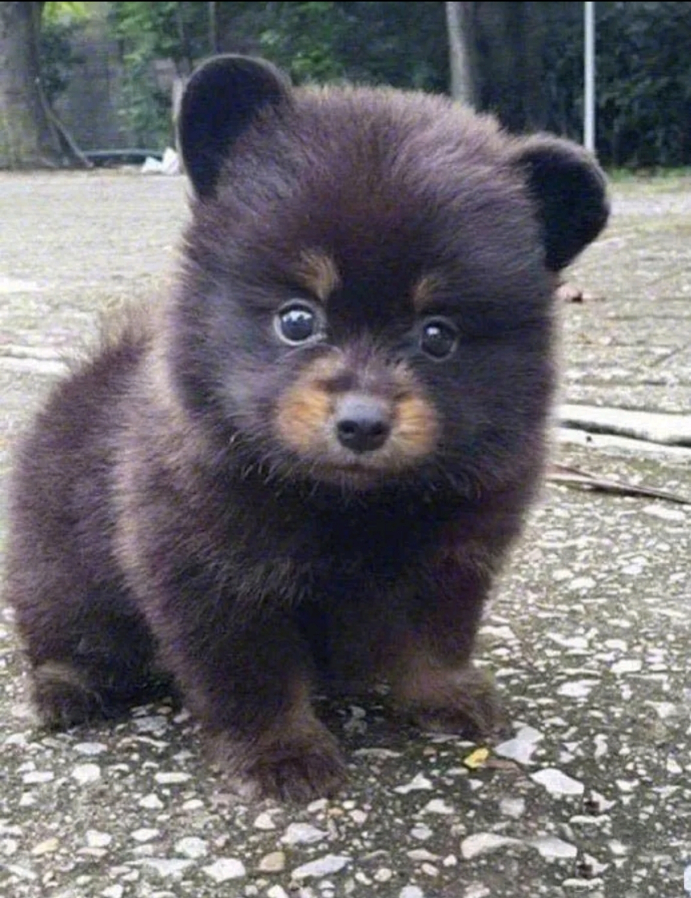 网友:上山砍柴,捡到一只眼睛很大,毛发棕色的狗子