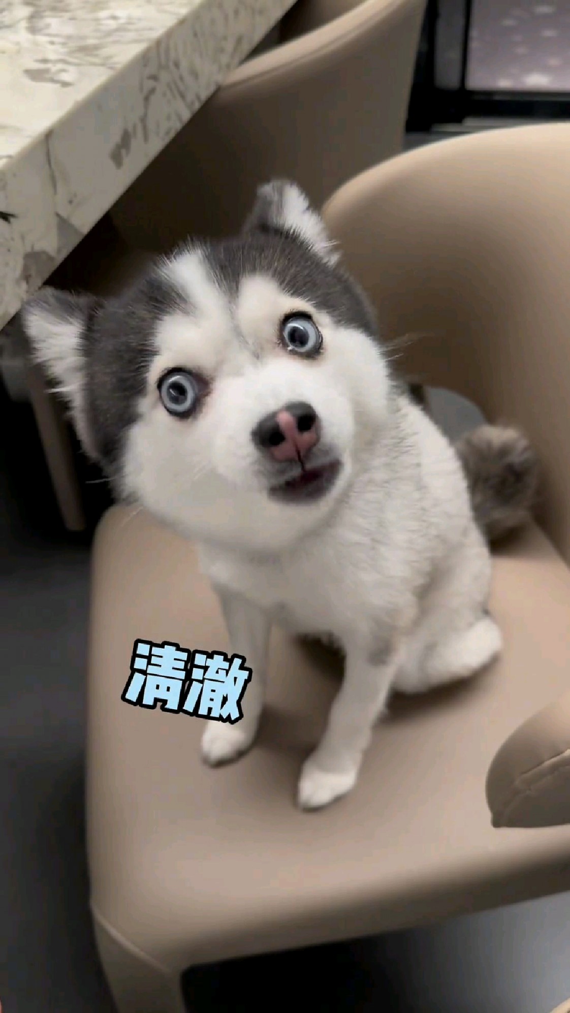 瞧瞧这充满智慧的眼神