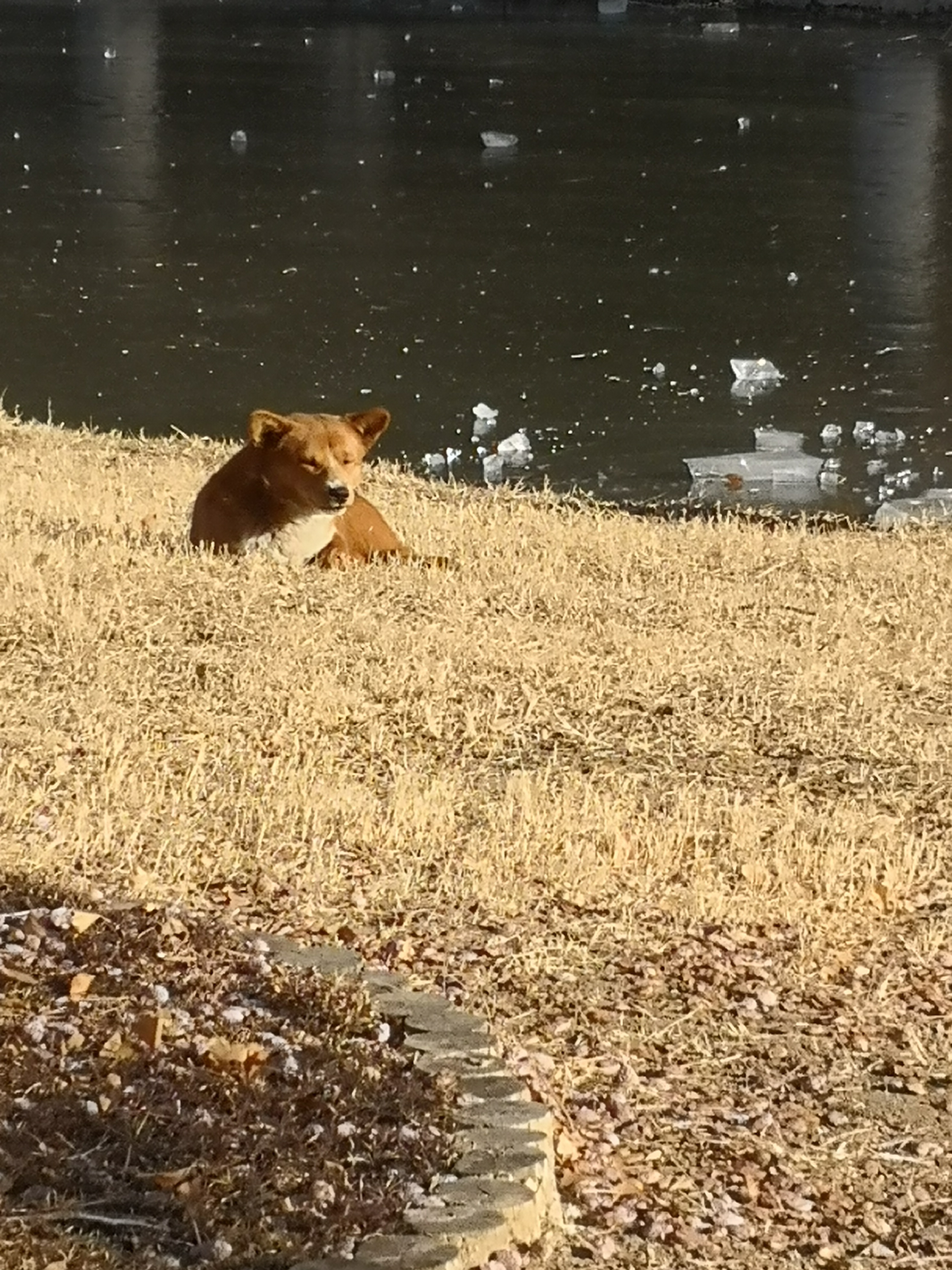 三只流浪狗,在冬日暖阳下,趴在枯黄的草地上休息.