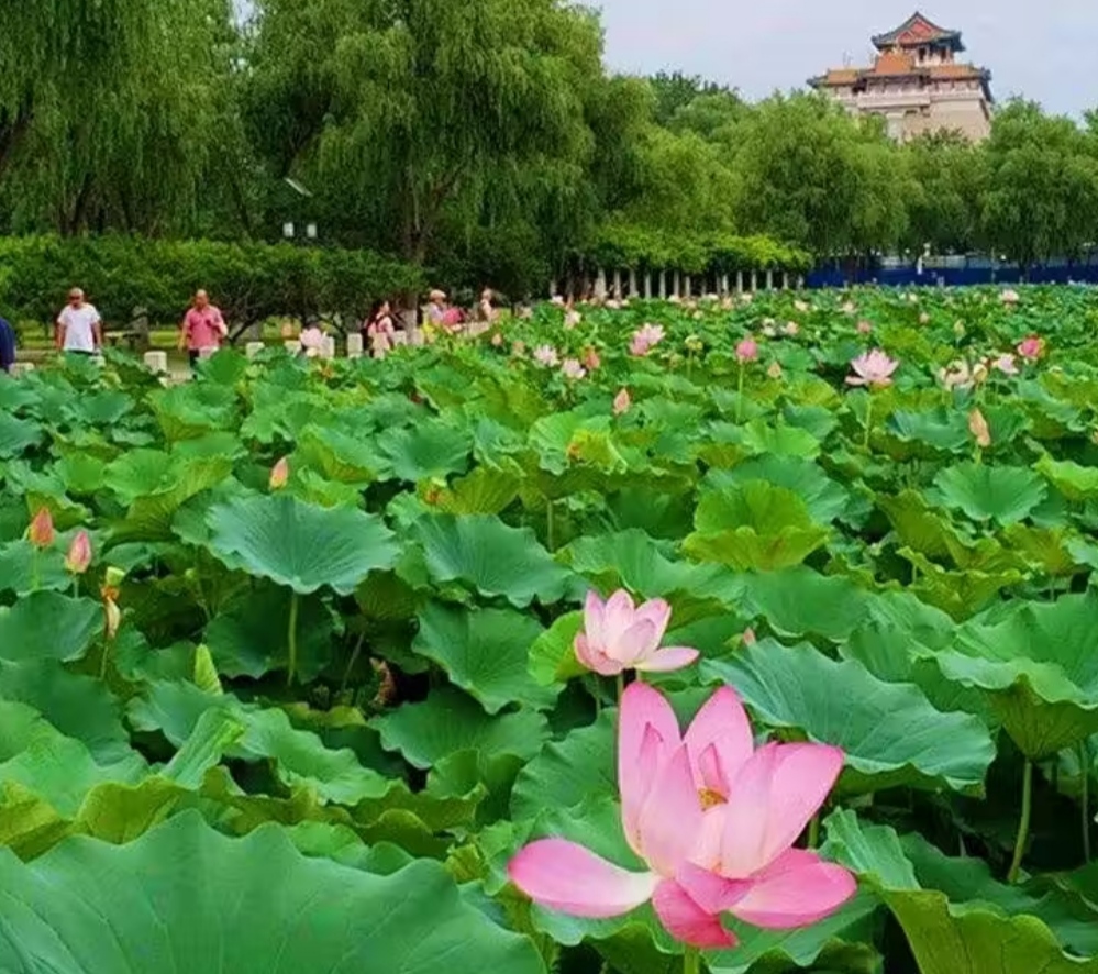 北京莲花池公园图片